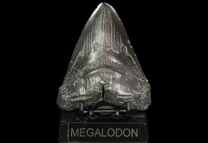 Large, Megalodon Tooth - Georgia #76477